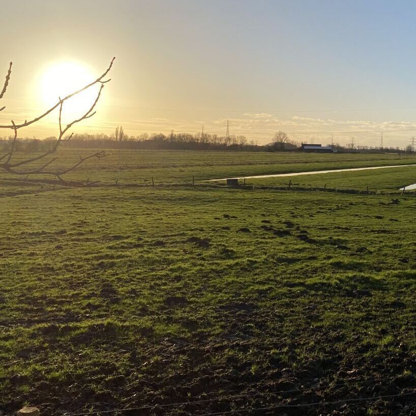 Blick über die Wiesen, die Sonne steht sehr tief und wirkt riesig. Vor der Sonne zeichnen sich zwei dünne Äste eines Baumes ab.