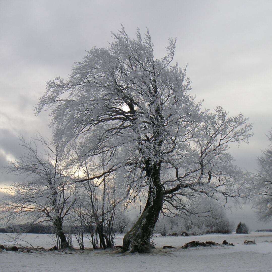 Ein Baum in der Rhön an einem schönen Tag im Winter