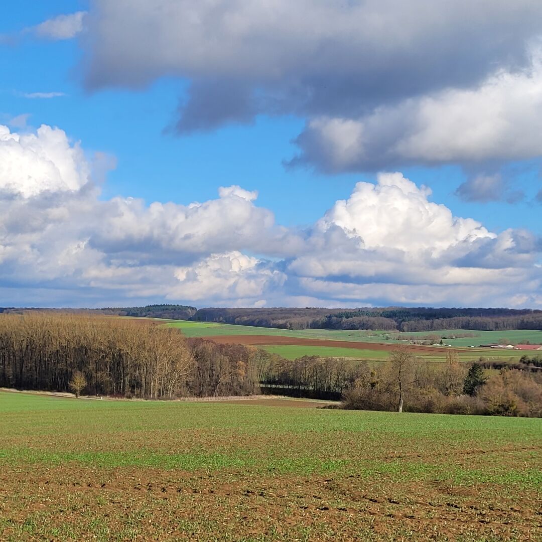 Landschaft mit Feldern, Bäumen und Wolken ☁️ am blauen Himmel.
