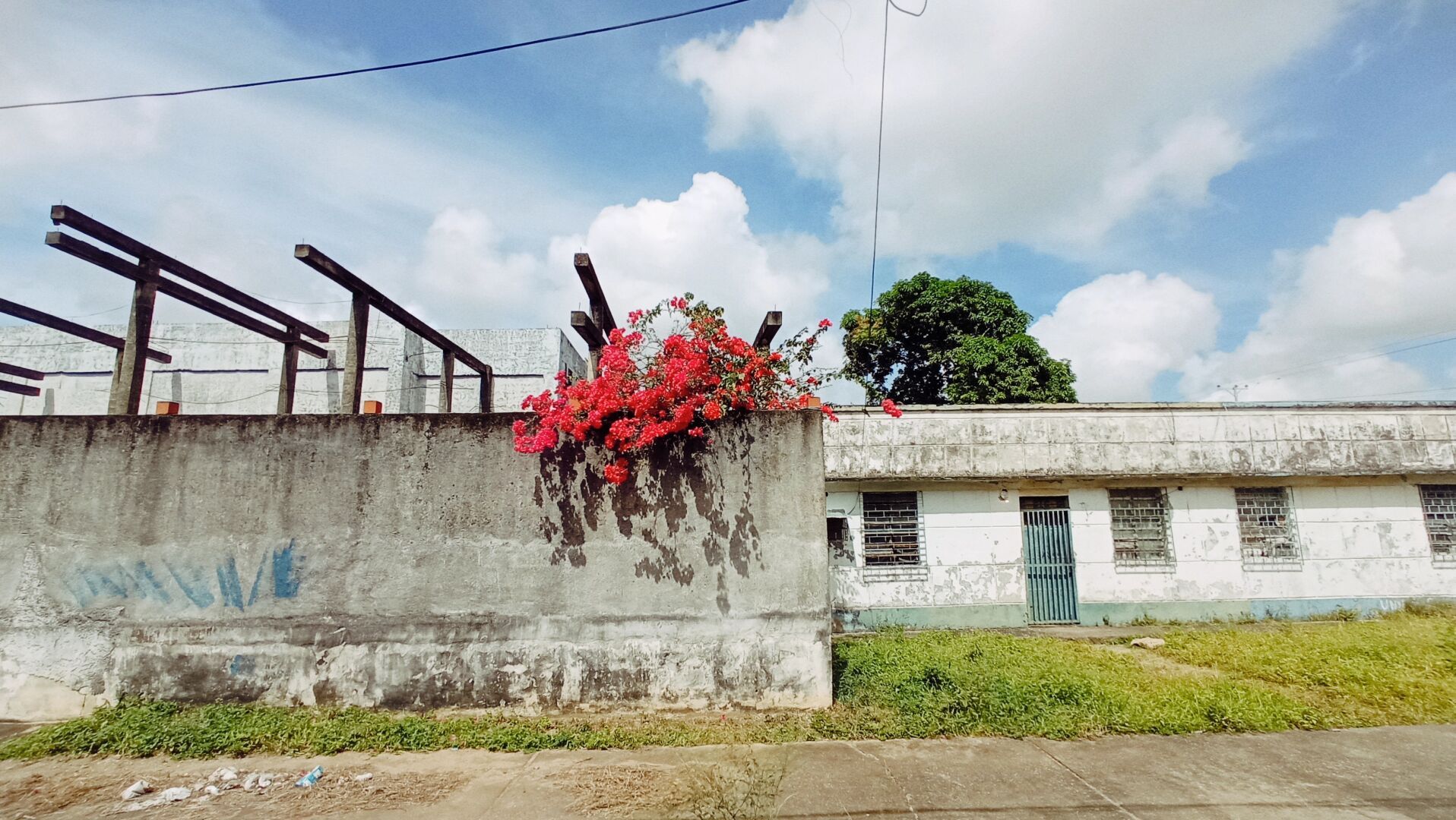 Un árbol de de flores rosas brillantes.