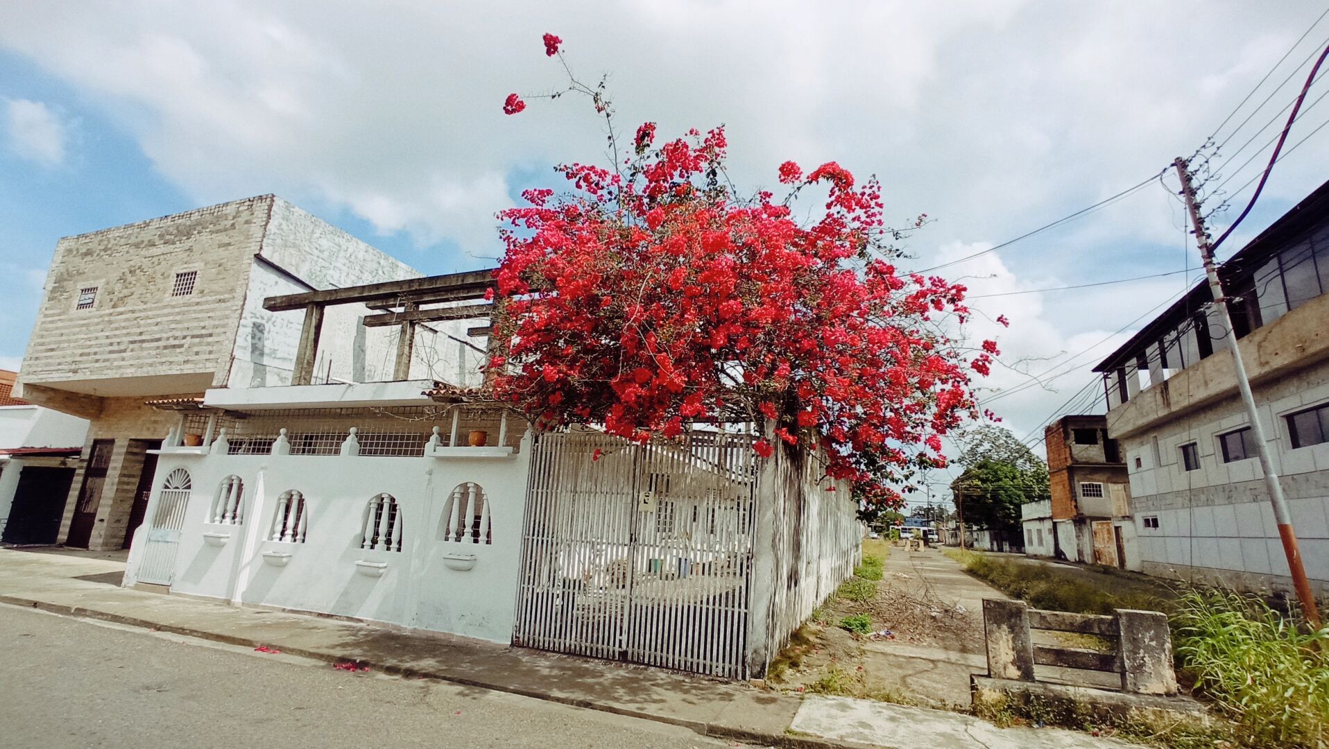 Un árbol de de flores rosas brillantes.