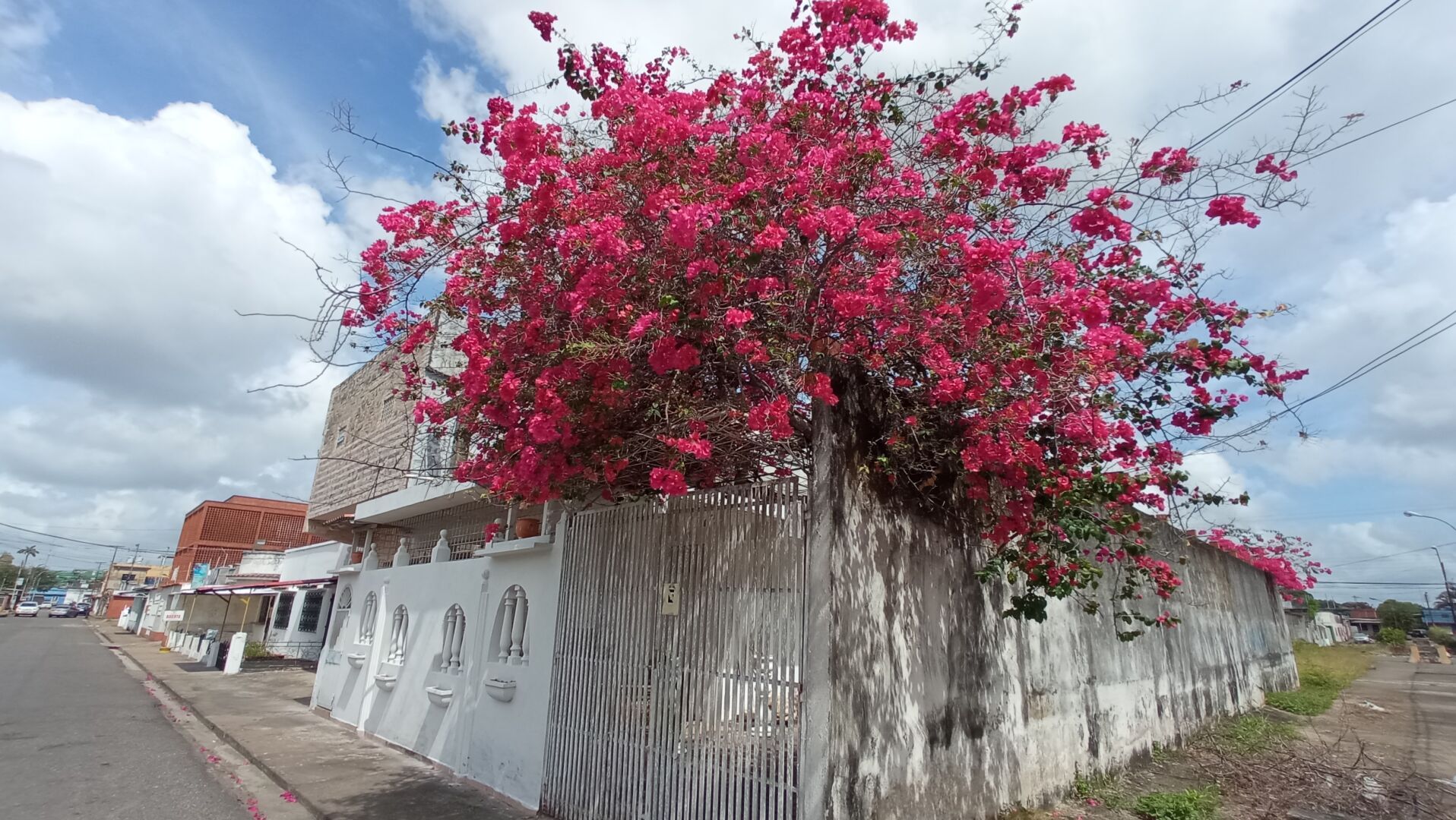 Un árbol de de flores rosas brillantes.