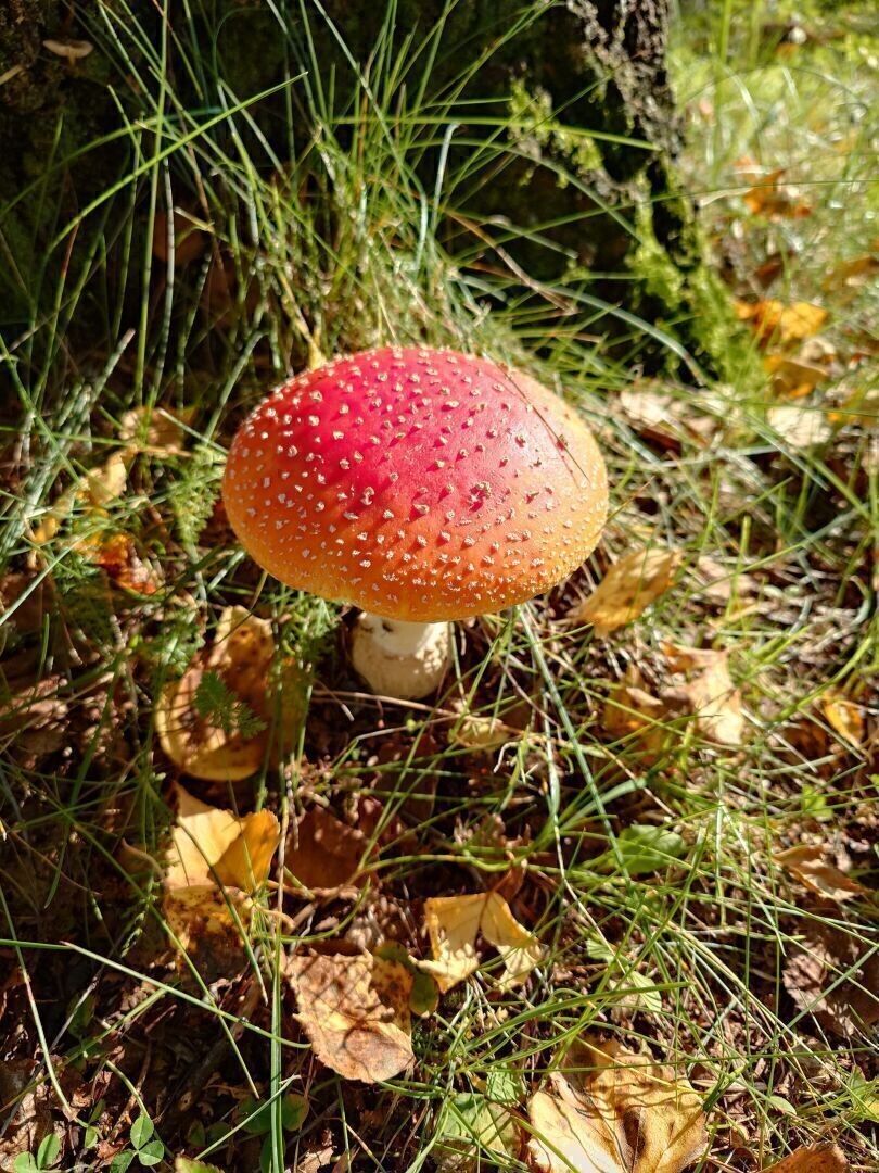 A macro photograph of a fly agaric in front of a tree. There are leaves and some green grass on the ground.