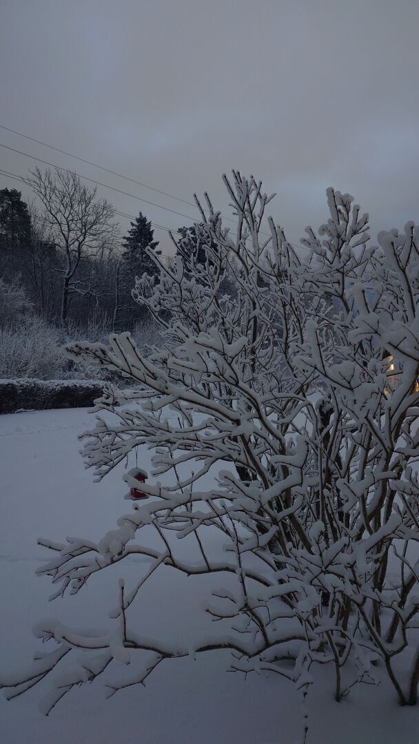 A photograph of a winterscape. In the foreground is a large, leafless bush where every single branch is covered by a thick coating of snow. A bird feeder is hanging from one of the branches. In the background is a snow covered lawn and to the left a hedge and more bushes and trees. The sky above is grey.