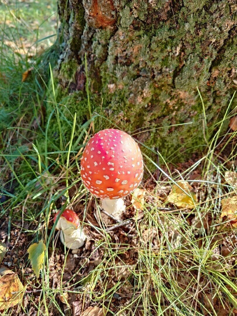 A macro photograph of a fly agaric in front of a tree. There are leaves and some green grass on the ground.