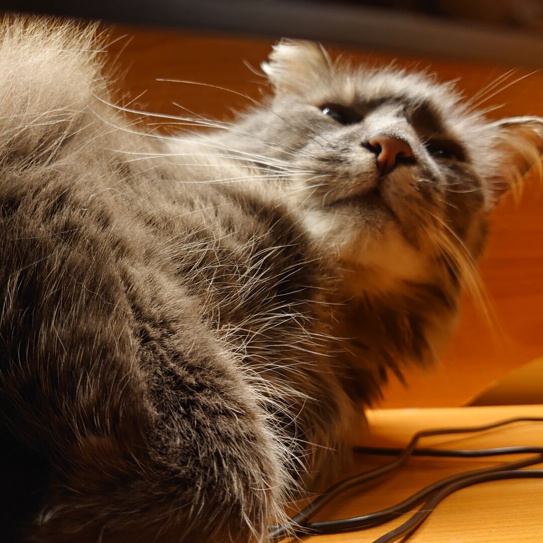 A photograph of a cat. A grey and very fluffy cat lies down with their head to the right side of the image. We see only the top half of the cat in the frame. The image is taken from below a PC monitor, we see parts of the monitor on top of the image. The cat har just woken up and the angle of the camera from below gives the cat a very "WTF" look on it's face.