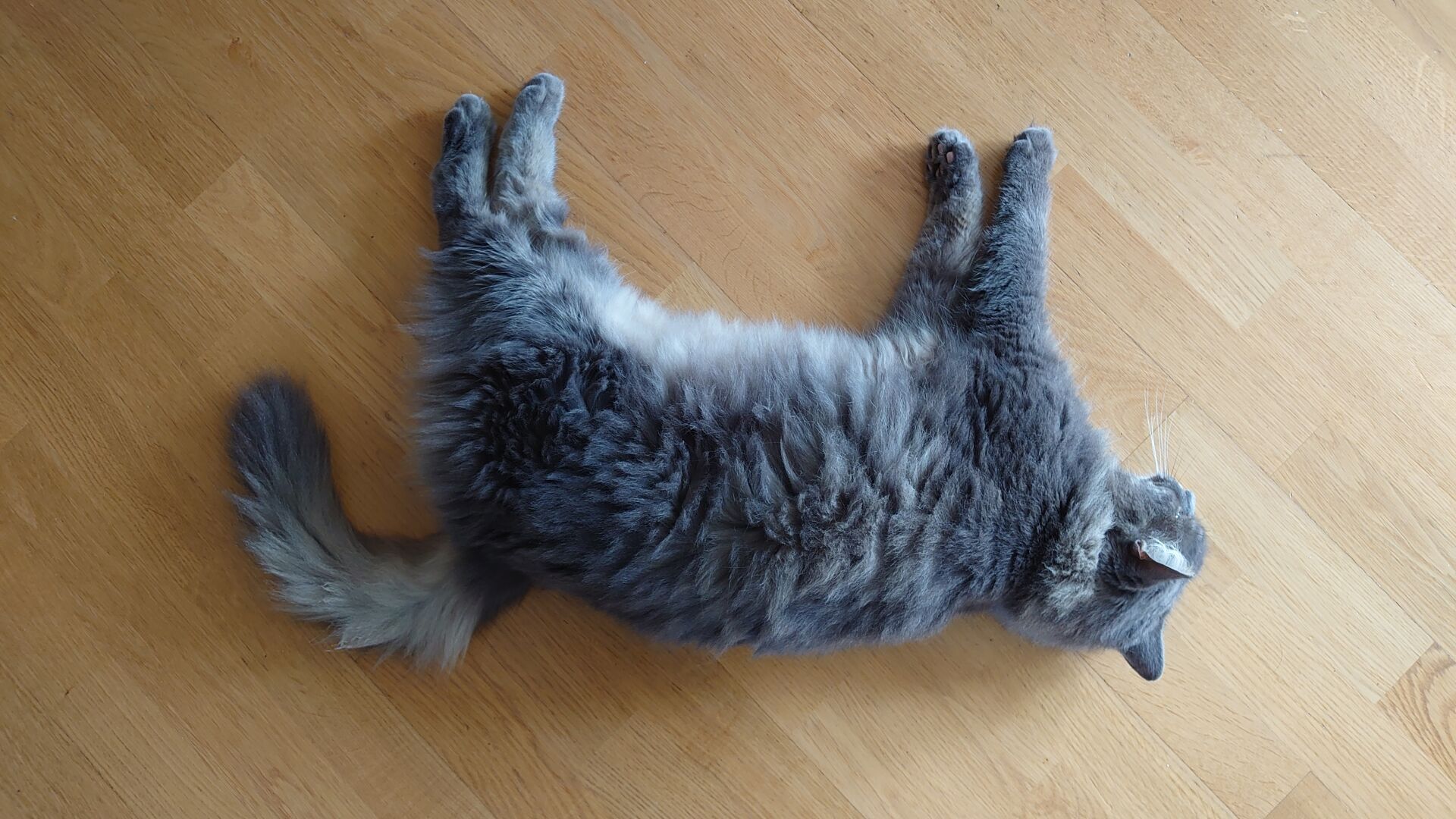 A photo of a dark grey longhaired cat. The belly is light gray. He lies on the side, legs straight out, on a wooden floor. The angle is such that all four legs point to the top of the image and the back is down towards the bottom, where the photographer is standing (out of view).