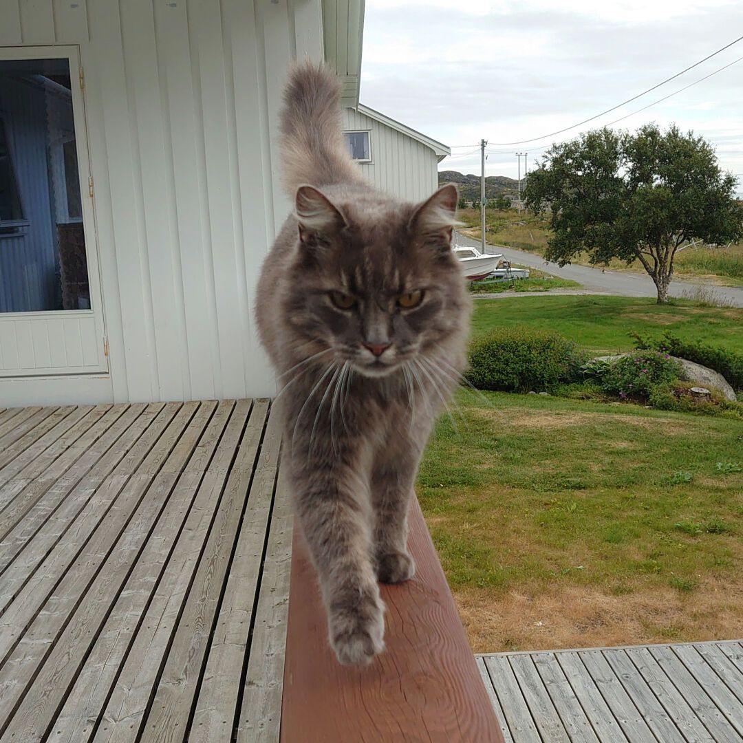 Photo of a dark grey cat walking on a verandah railing. The cat is walking towards the photographer. Behind the cat part of a house is visible, and some grass and trees.