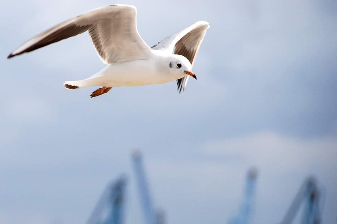 Möwe im Flug mit ausgebreiteten Flügeln. Im Hintergrund Kräne im Hamburger Hafen.