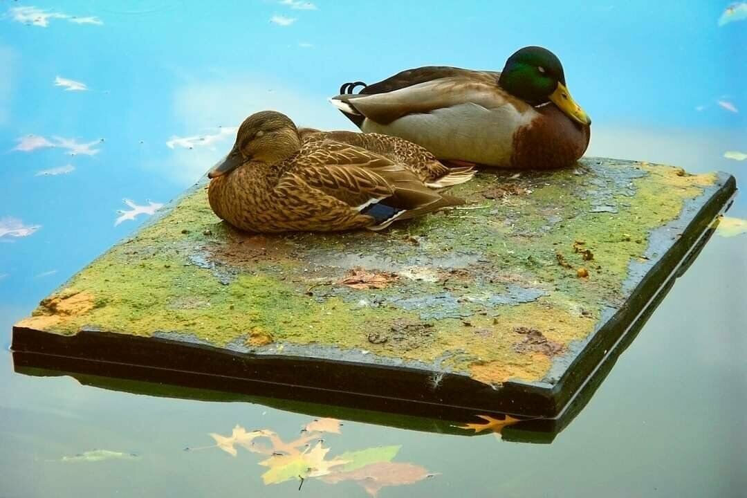 Zwei Enten auf einem Stück Holz, welches auf einem See schwamm. Auf dem Holz befindet sich Grünspan, im Wasser spiegelt sich der blaue Himmel.