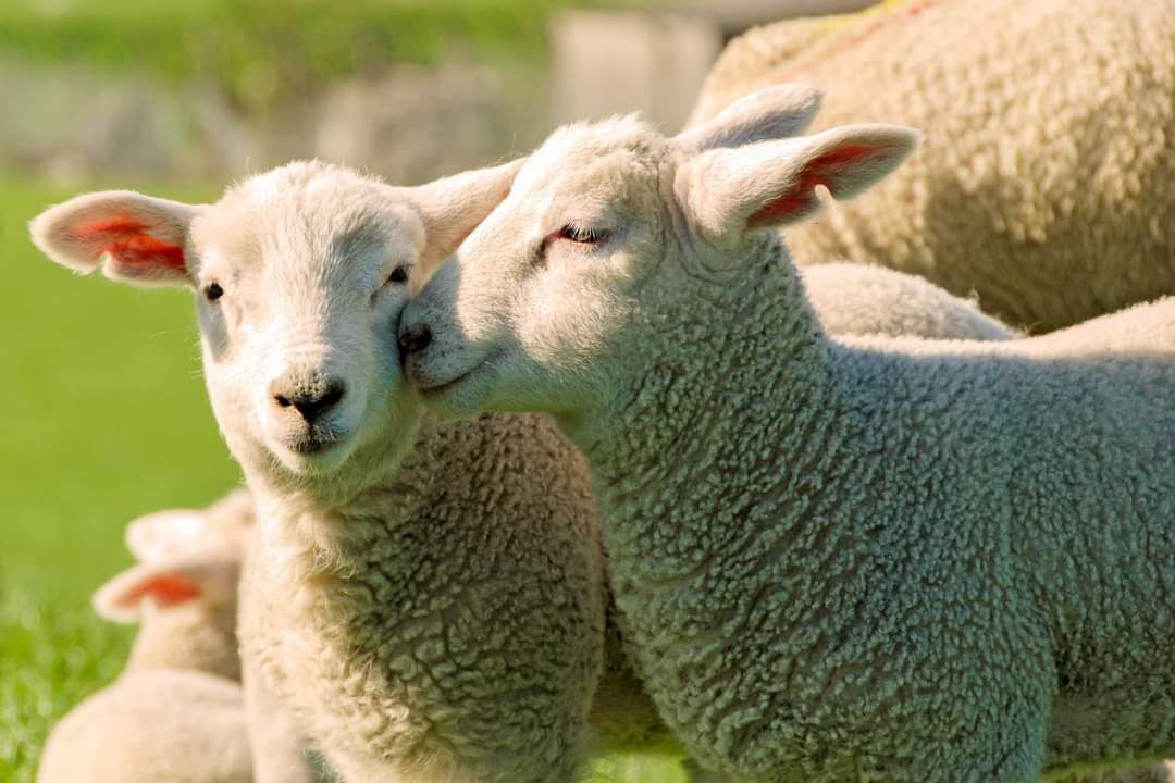 Zwei Lämmer stehen auf einer grünen Wiese, umgeben von weiteren Schafen und Lämmern.