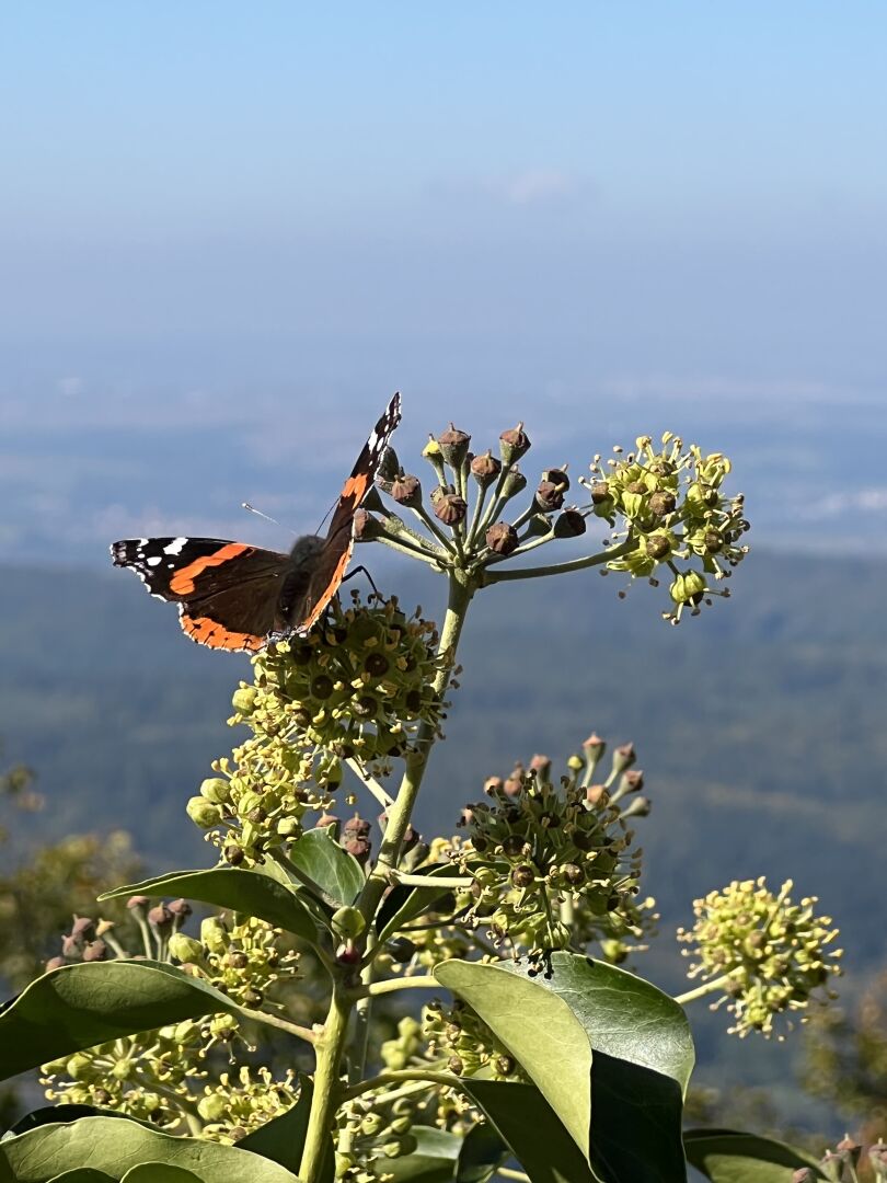 Ein Schmetterling sitzt auf Blütenknospen. Der unscharfe Hintergrund lässt einen Ausblick auf eine tieferliegende Landschaft erahnen.