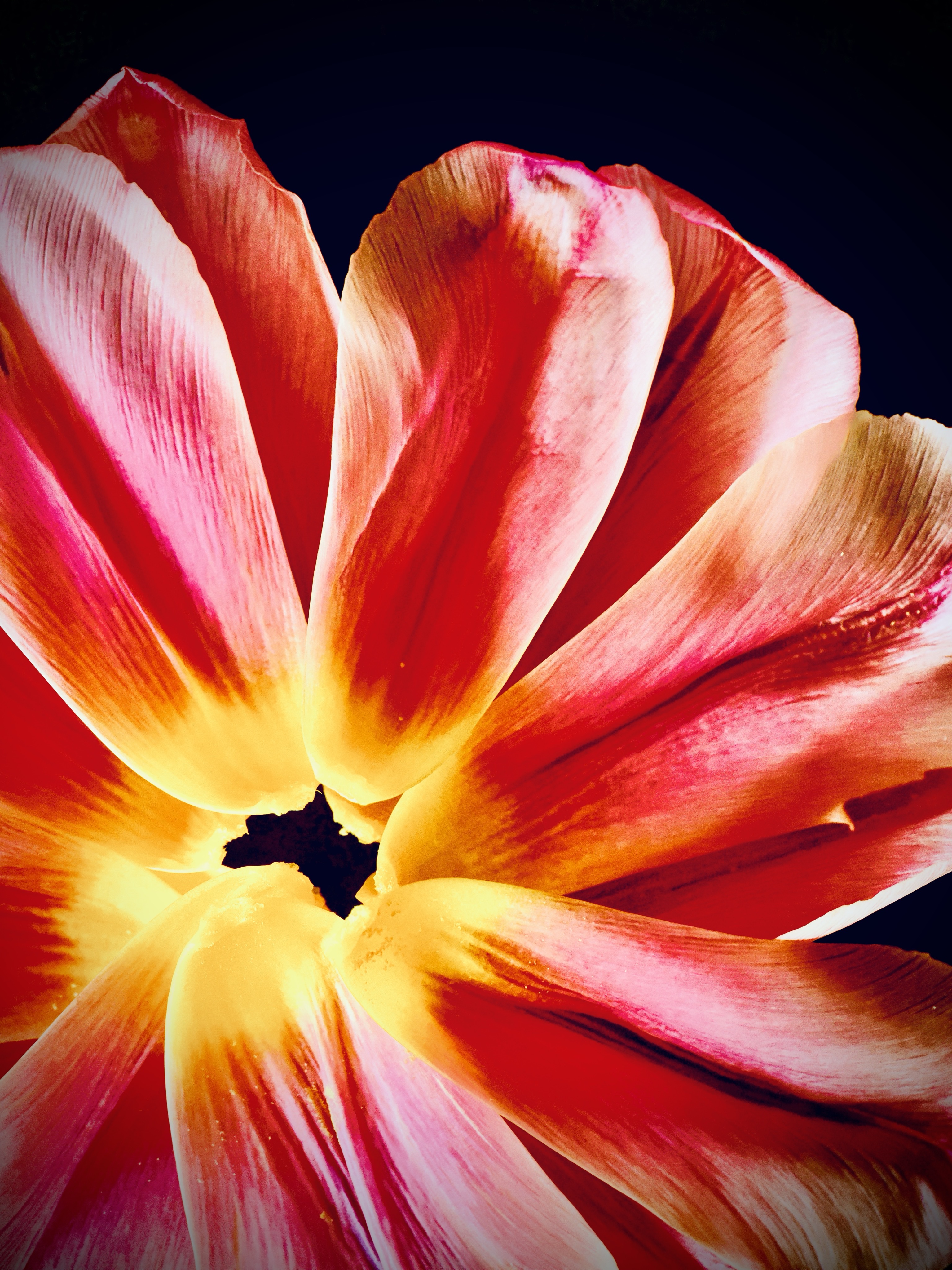 Newly arranged tulip

#silentsunday #tulip_art