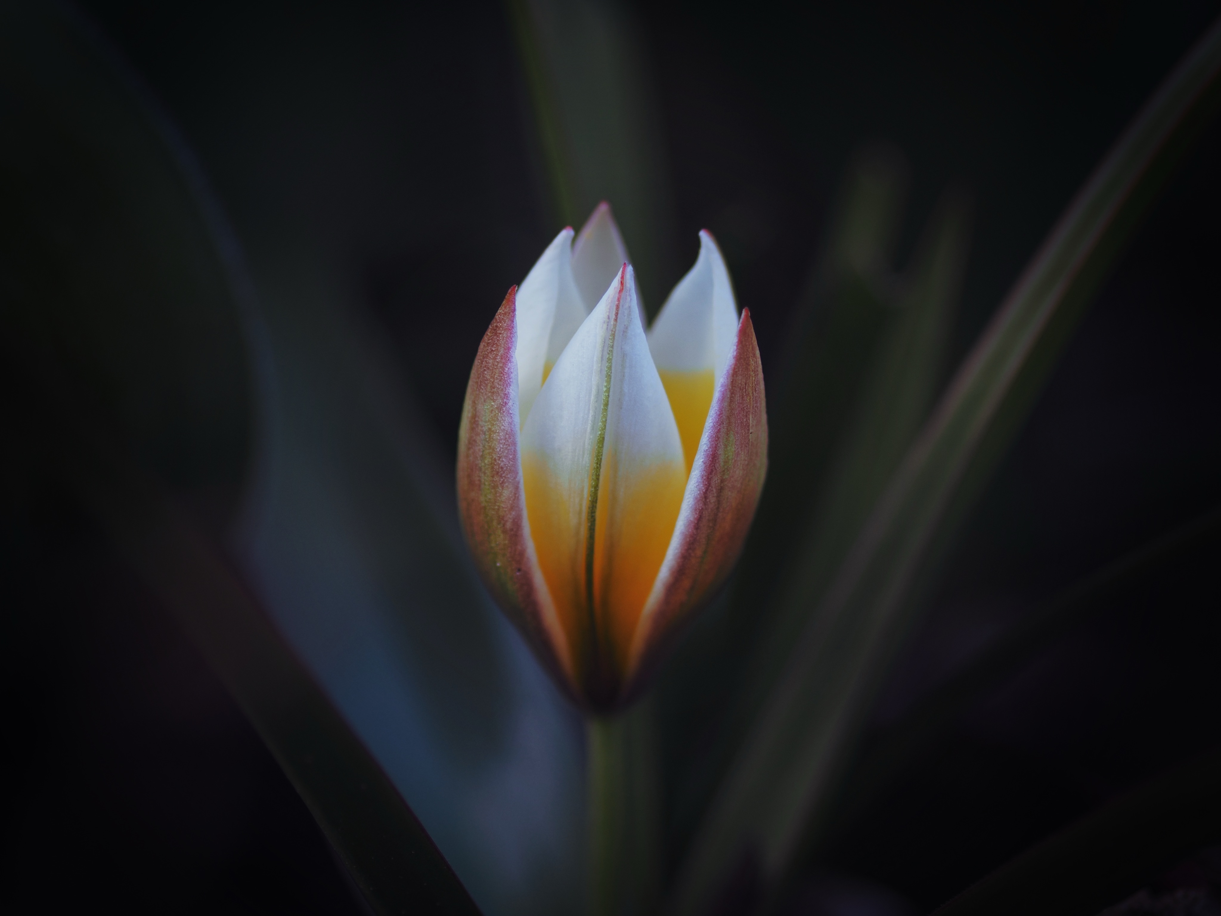 #silentsunday 

#springtime