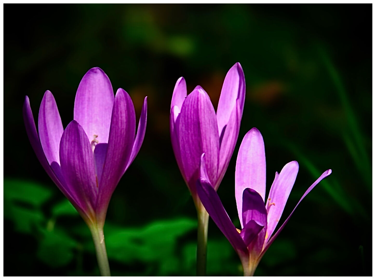 Herbstzeitlose (Colchicum autumnale)

#herbst #blooming #flower