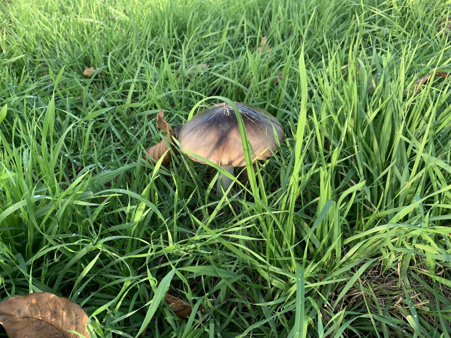 Ein Pilz im grünen Gras