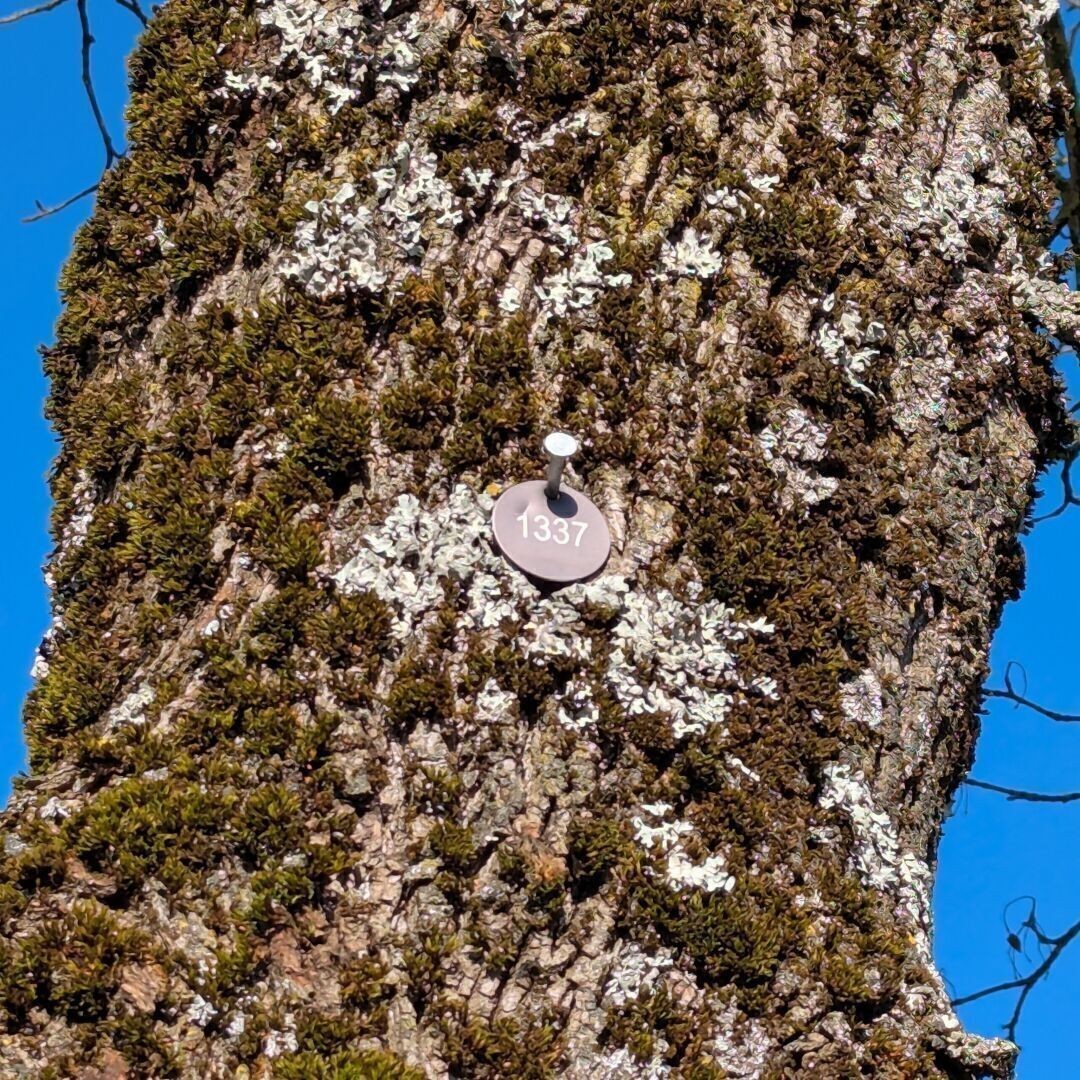 Ein Nagel in einem Baum, an dem ein Schildchen mit der Nummer 1337 hängt