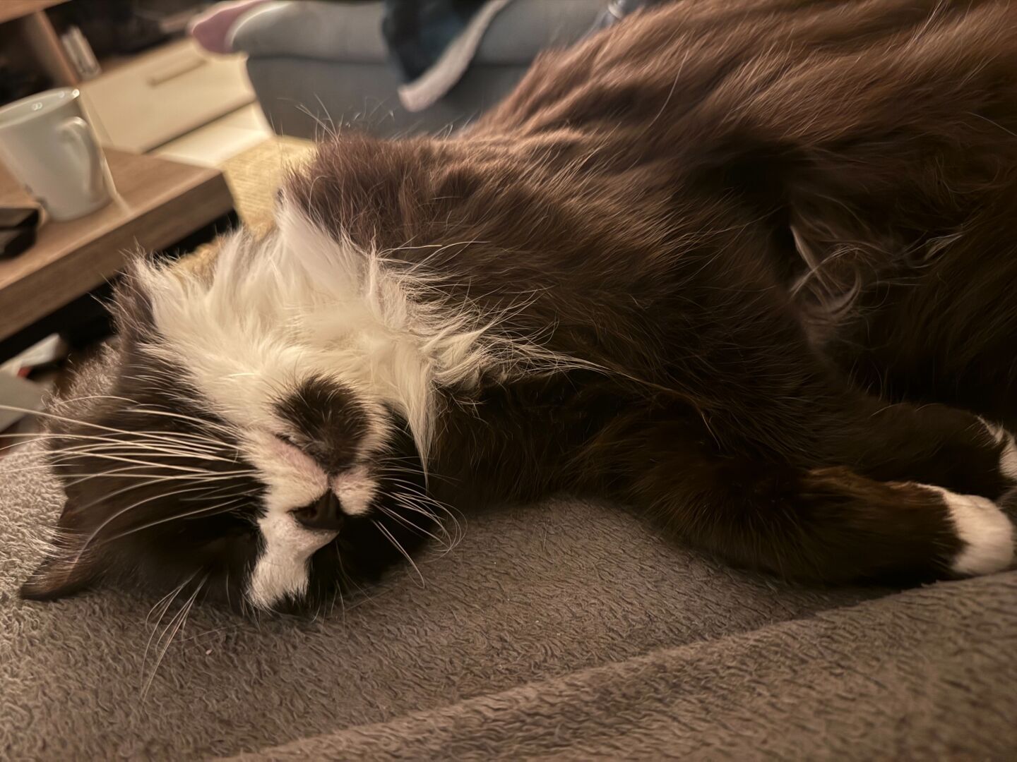 Black and white Maine coon cat relaxing on a sofa with closed eyes and its head tilted.