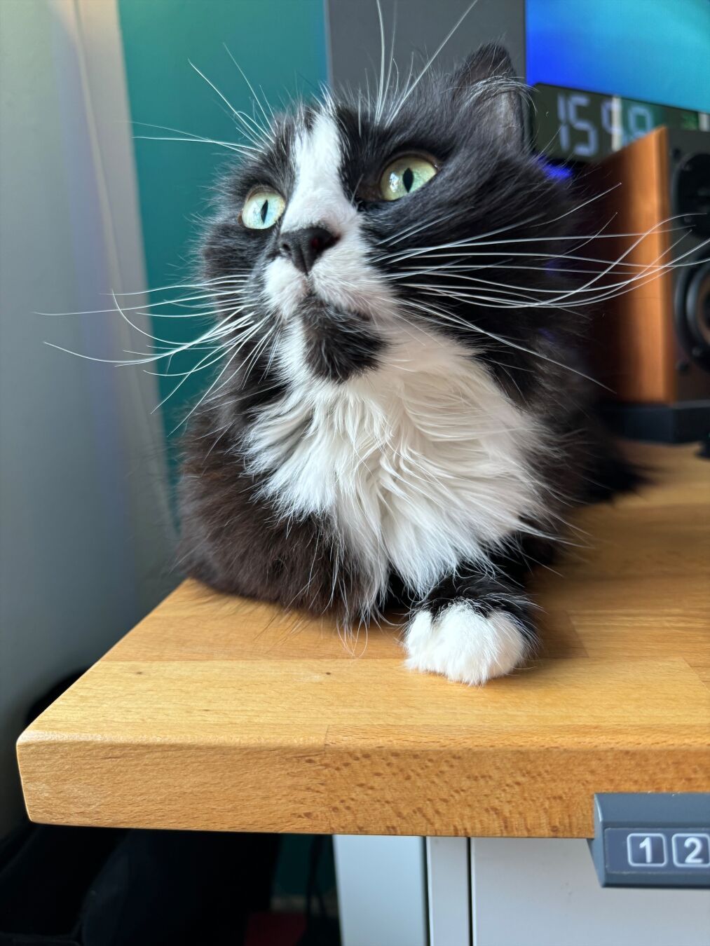 Black and white Maine Coon cat laying on a table top, looking upwards. Only a single front paw is visible and the ears are hidden by the perspective. A computer case and speaker are in the background.