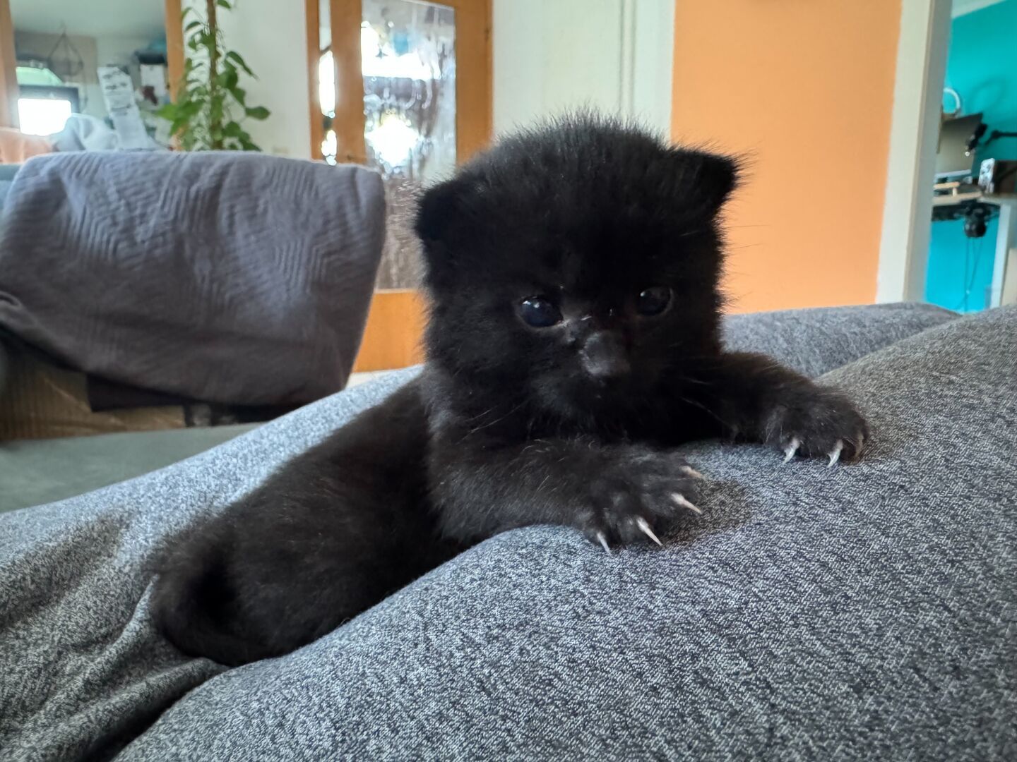 A tiny kitten relaxing on a lap looking into the camera