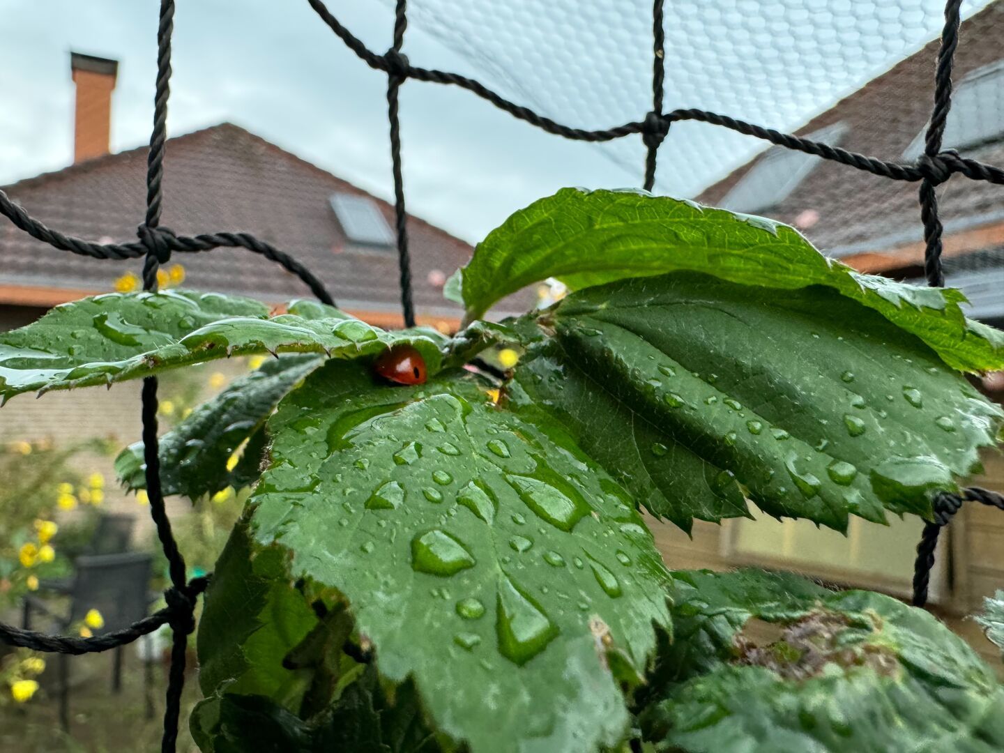 Small ladybug taking shelter between leaves dotted with droplets from the rain