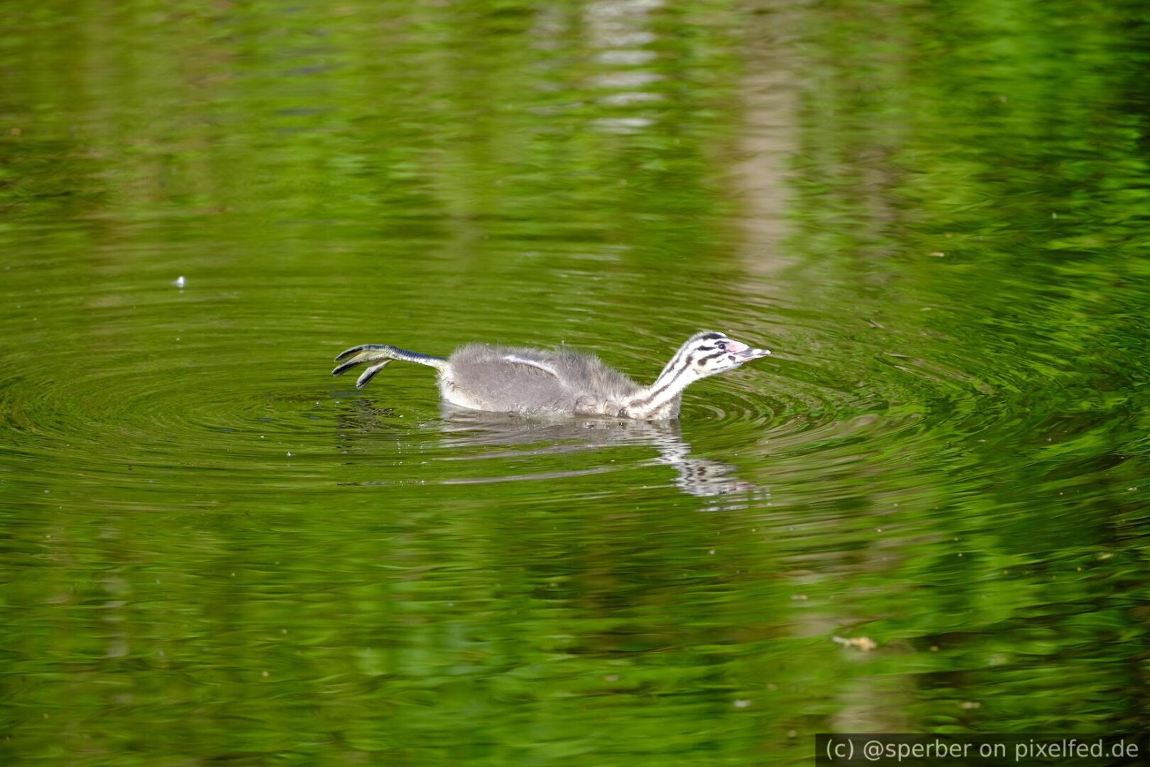 Baby great crested grebe stretching on the water.