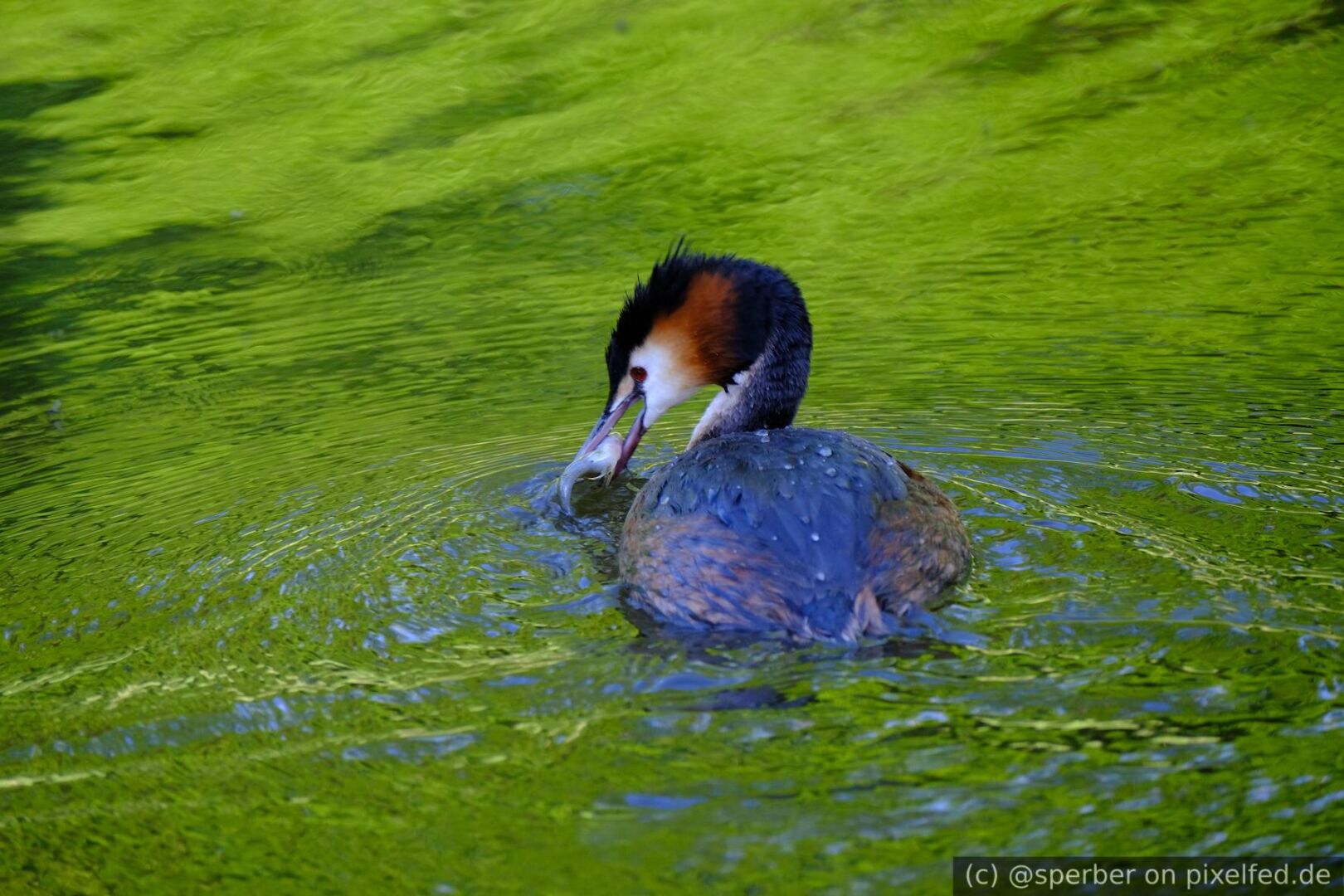 Adult great crested grebe which has just caught a fish.