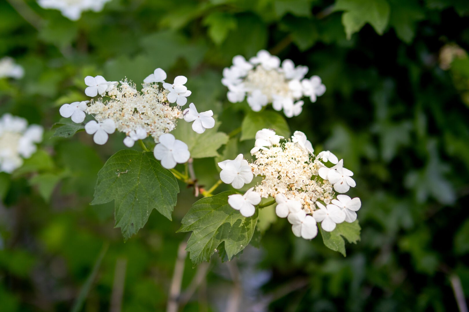 ein Foto von drei weißen Blüten vor grünem Hintergrund