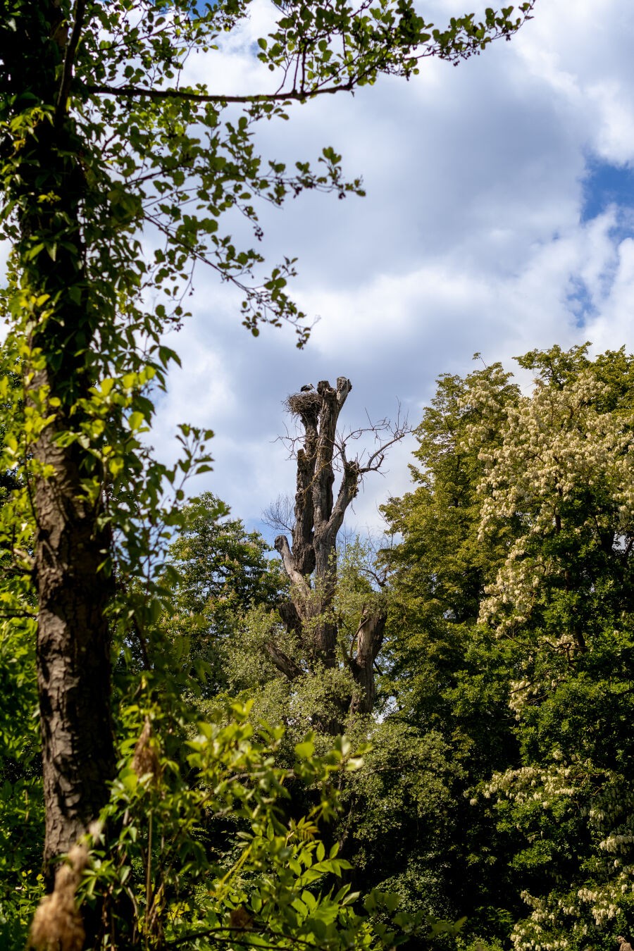 Ein Foto eines Baumstammes in einiger Entfernung. Oben auf dem Stamm ist ein Storchennest und ein Storch ist zu Hause. Im Hintergund sind weiße Wolken am Himmel, der Stamm und das Nest sind von grünen Pflanzen eingerahmt. Das Bild wird an der linken Seite von einem Baum im Vordergrund begrenzt.