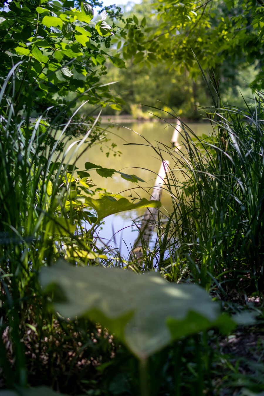 Ein Foto von Pflanzen an einem See. Es wurde durch eine Lücke in der Vegetation auf den See fotografiert. Im Vordergrund ist ein großes grünes Blatt in der Unschärfe zu sehen. Im Hintergrund bilden Balken im See eine Fluchtlinie in das Bild hinein.