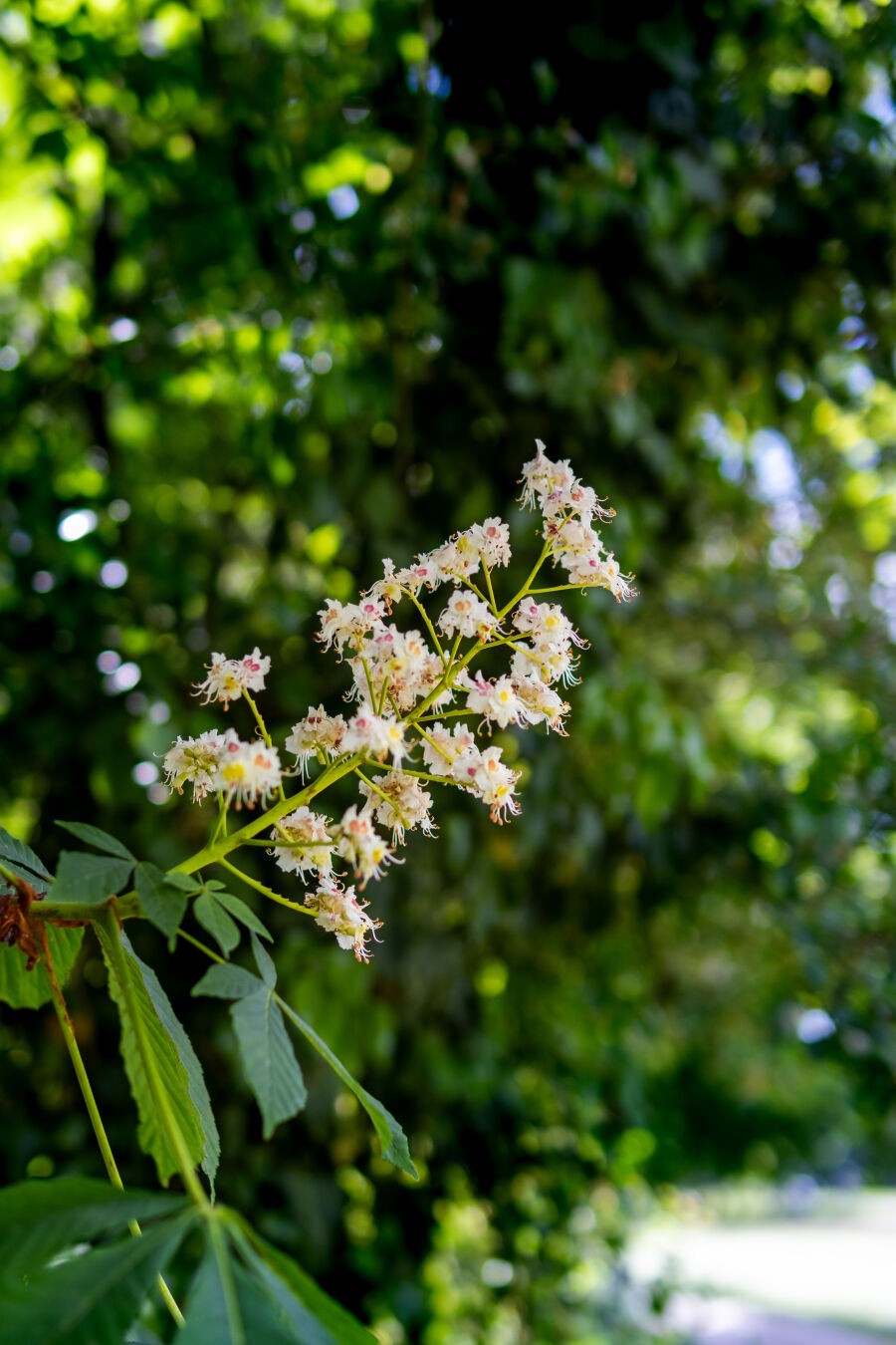 Ein Foto einer Blüte, die von links in das Bild ragt. Im Hintergrund sind grüne Büsche in der Unschärfe zu erahnen.