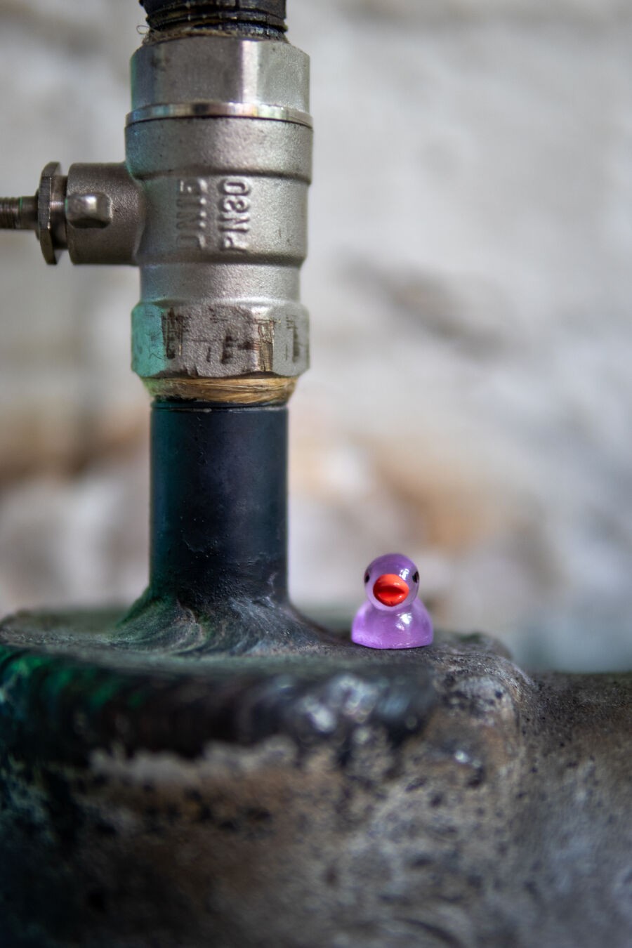 Eine kleine lila Plastikente steht neben einer Wasserleitung.