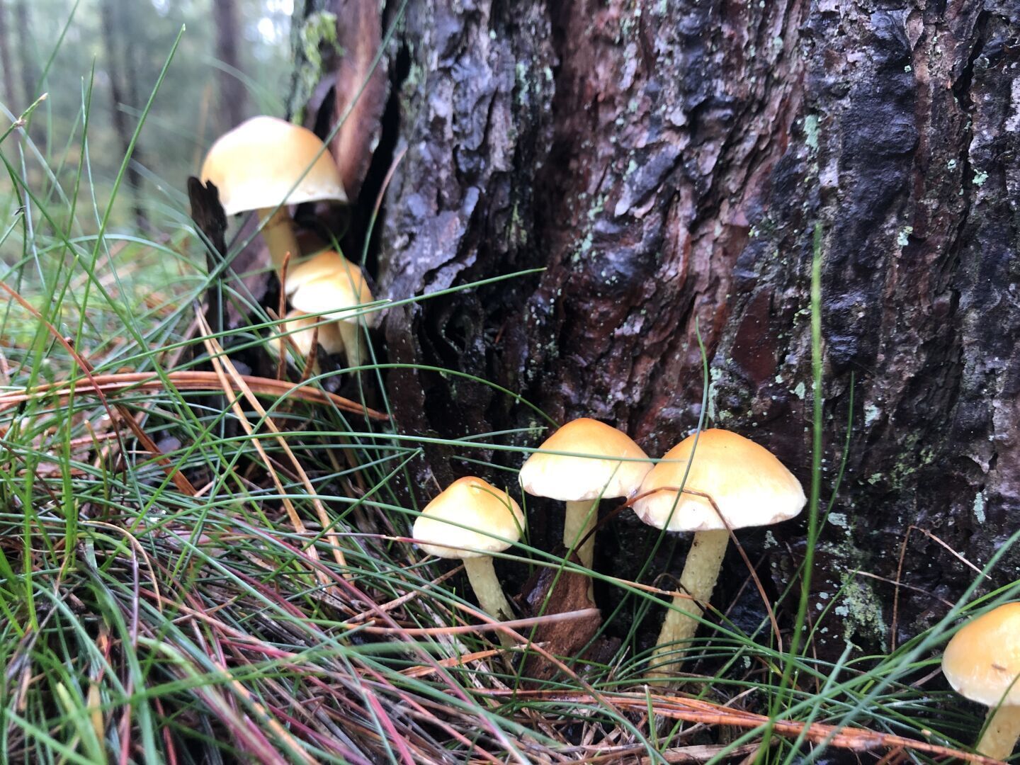 Pilze am Kiefernstamm