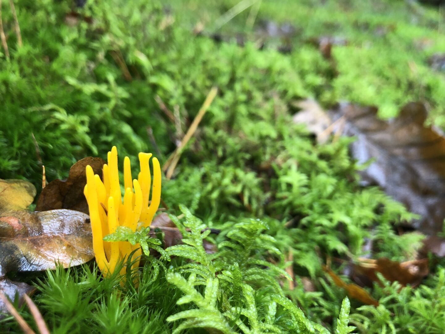 Gelber Pilz mit drei Fingern