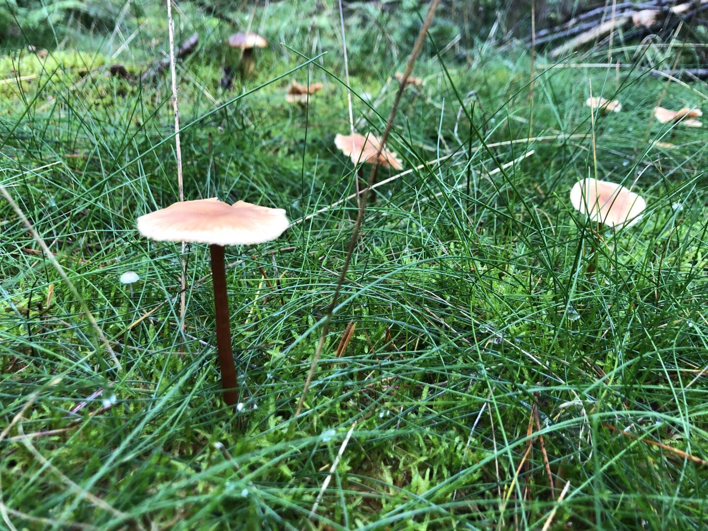 Pilz im feuchten Grad