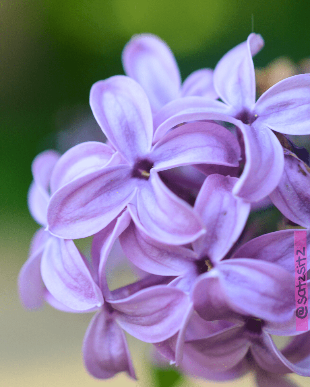 Nahaufnahme kleiner lila-pinker Blüten des Flieders