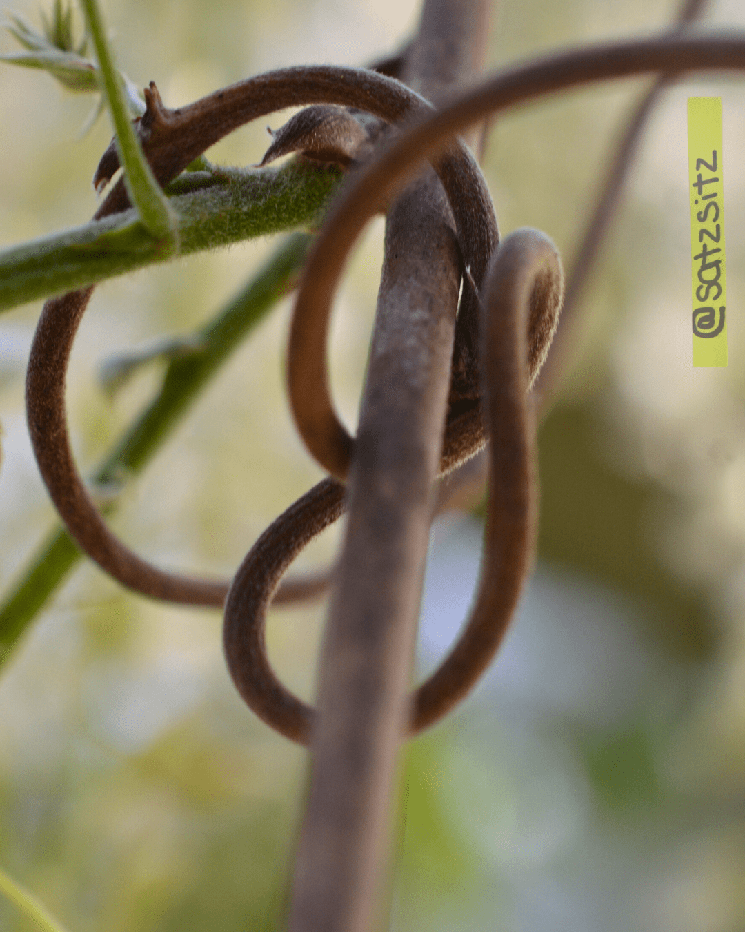 Eine hölzerne Rebe / Ranke hat sich mehrfach um einen Ast gewickelt