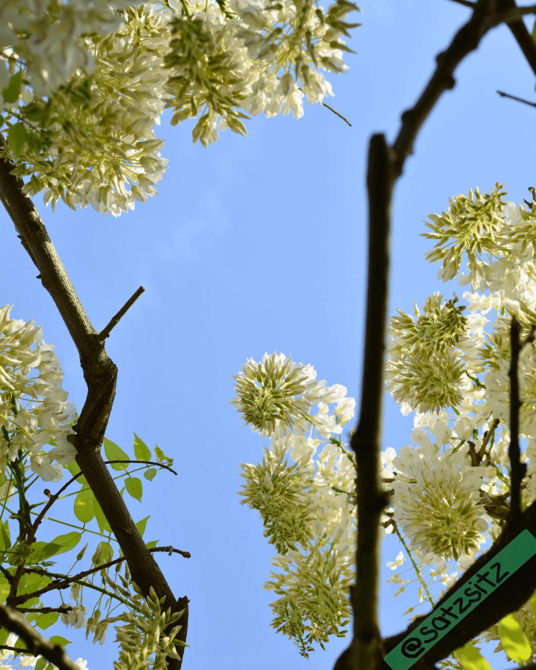 weißer Flieder vor blauem Himmel