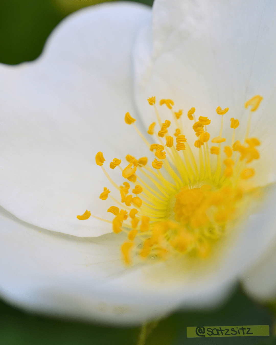 Nahaufnahme einer weißen Blüte, ihre gelben Pollen sind im Fokus: Cherokee-Rose