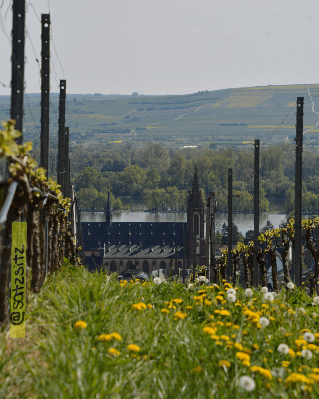 Aussicht auf den Geisenheimer "Dom". Im Vordergrund die Weinberge und Frühlingswiese