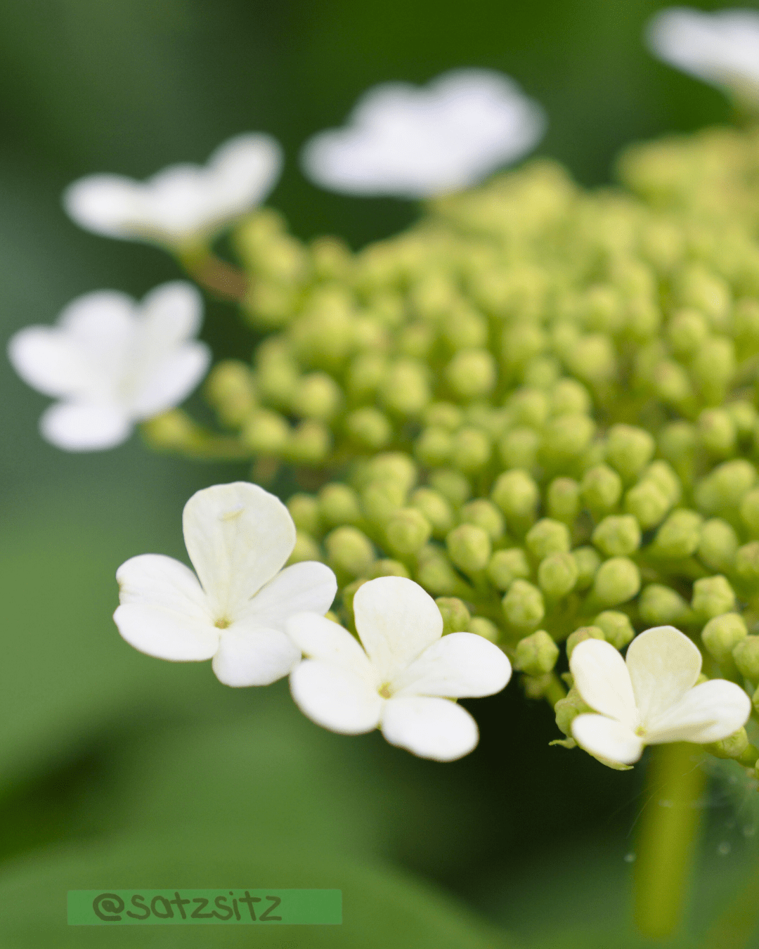 Nahaufnahme "Arabischer Jasmin": Ein paar Blüten am Rand sind bereits geöffnet und bilden einen Kranz