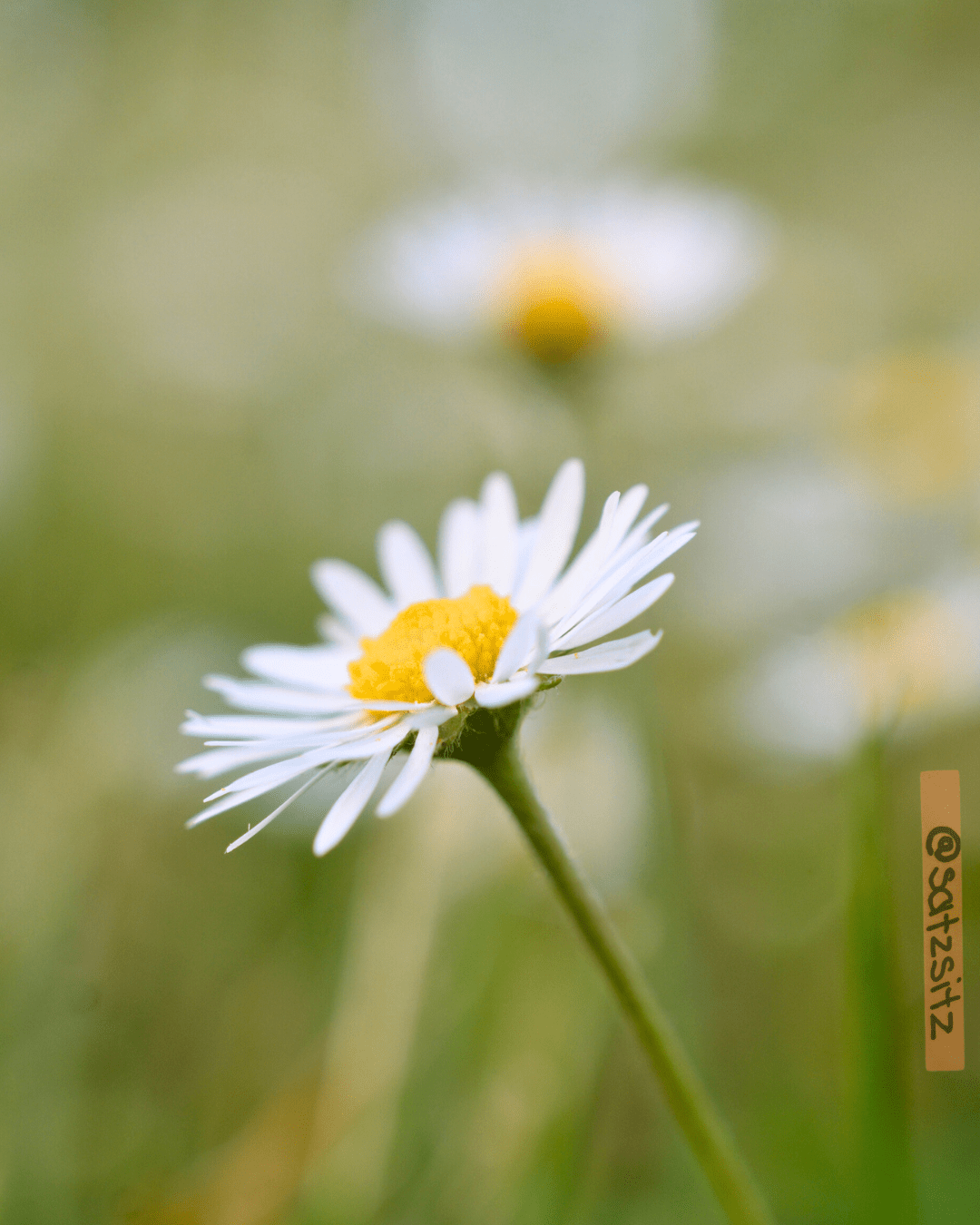 Nahmaufnahme eines Gänseblümchens