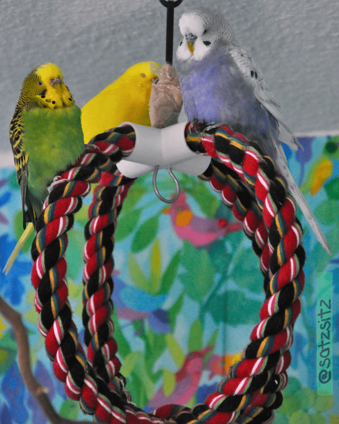 Drei Wellensittiche sitzen auf einer Seilkugel, die von der Decle hängt und dösen