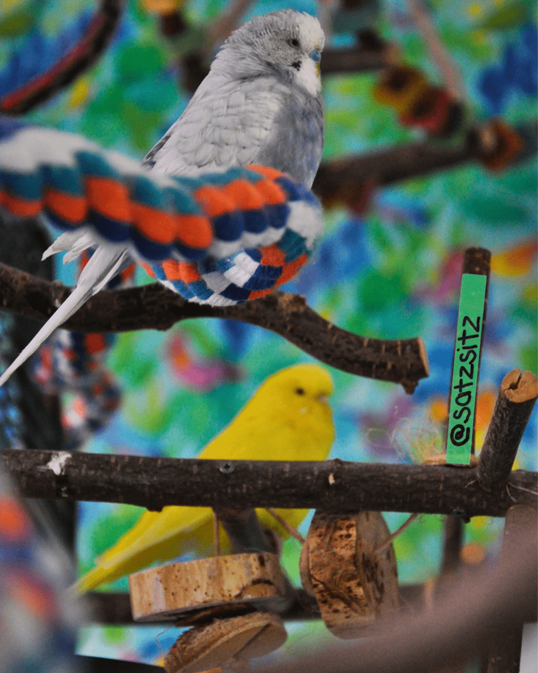 Zwei Wellensittich dösen inmitten von Sitzgelegenheiten