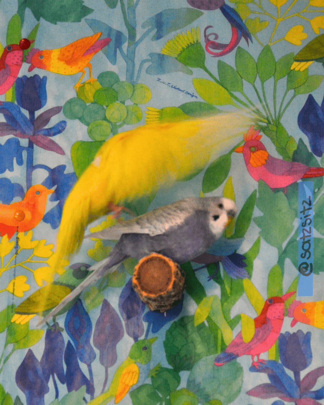 Gelber Wellensittich versucht auf einem Ast zu landen, auf dem schon ein Vogel sitzt