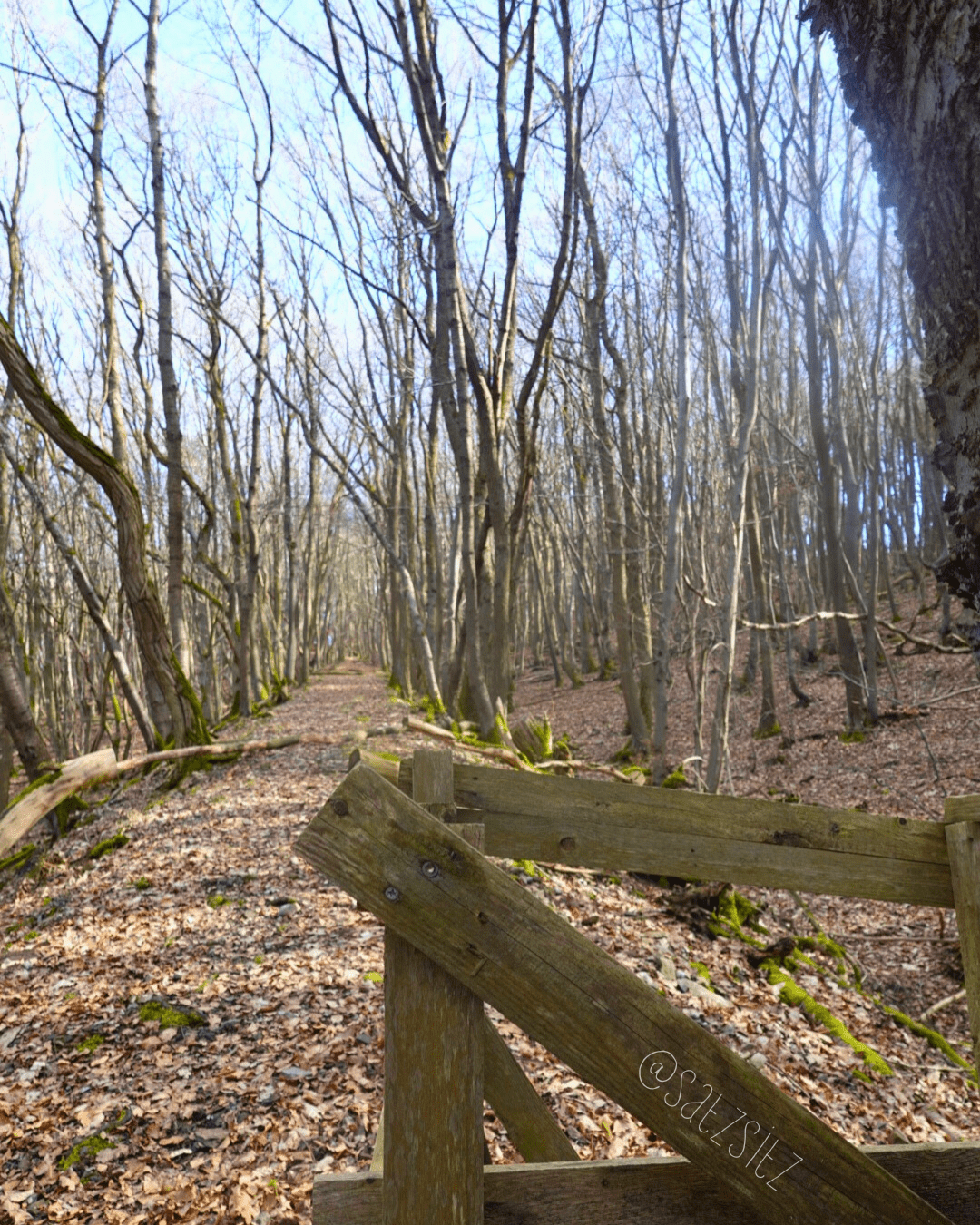 Ein steile, schmaler Weg im Wald, die Bäume sind noch kahl, aber die Sonne scheint.