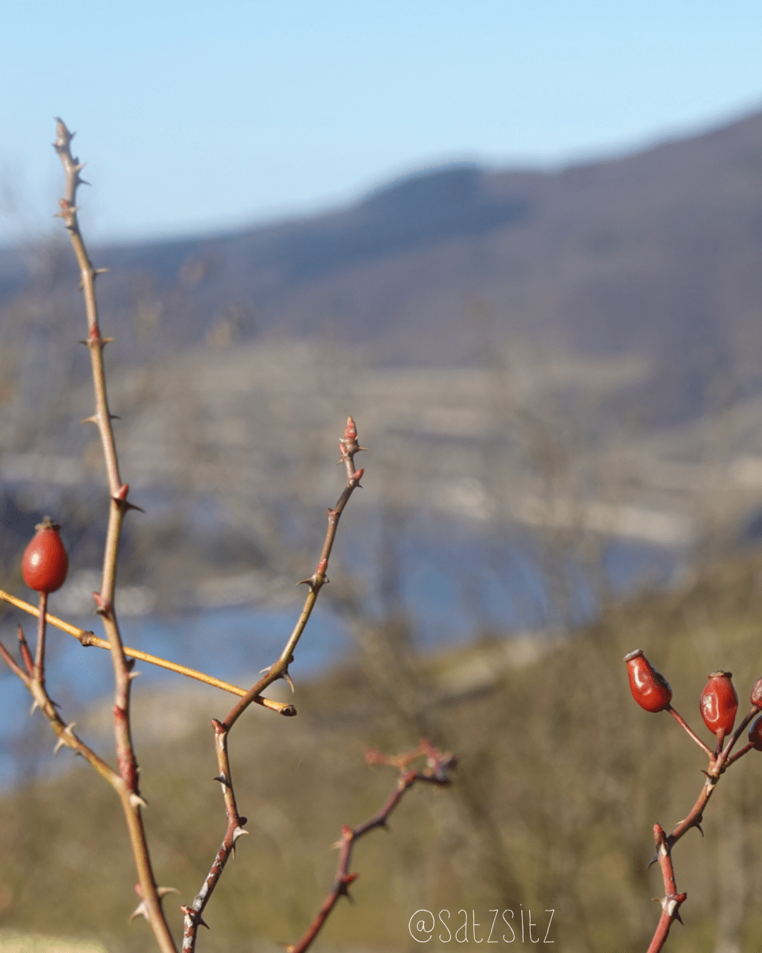 Hagebuttenstrauch. Im Hintergrund das Rheintal mit Weinbergen in Unschärfe.