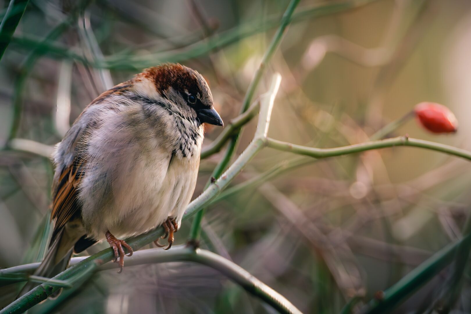 Sparrow sitting in a bush.