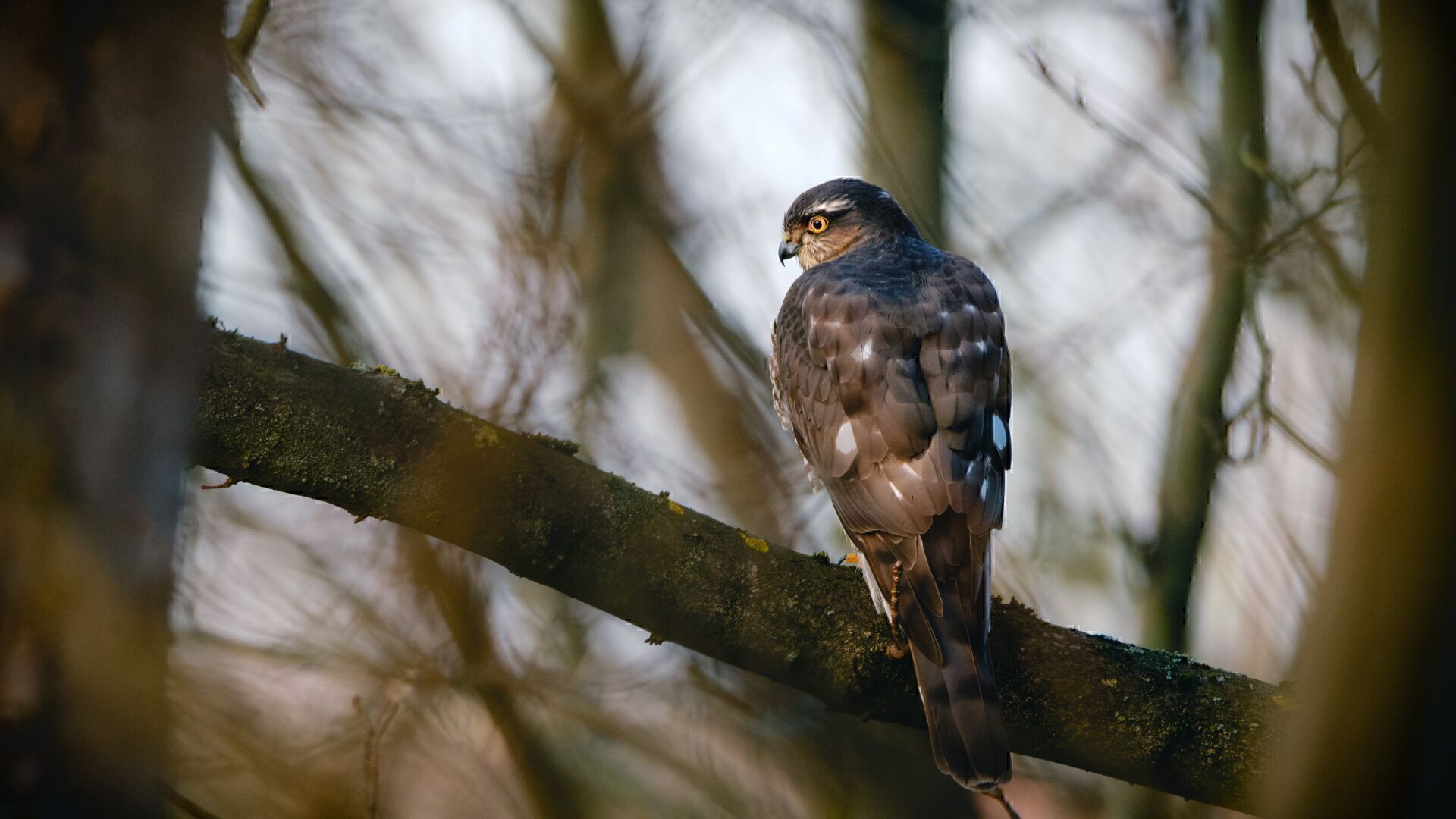 A  sparrowhawk sitting on a tree branch in a city park in Berlin.