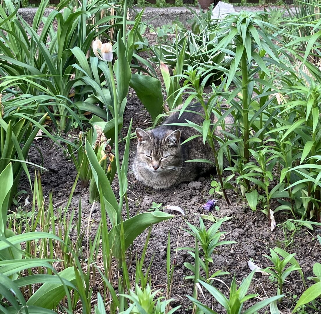 Gray cat sleeping on the ground among plants
